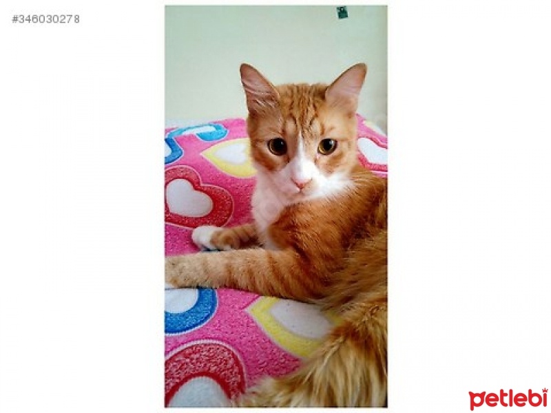 Tekir Kedi, Kedi  Paspas fotoğrafı