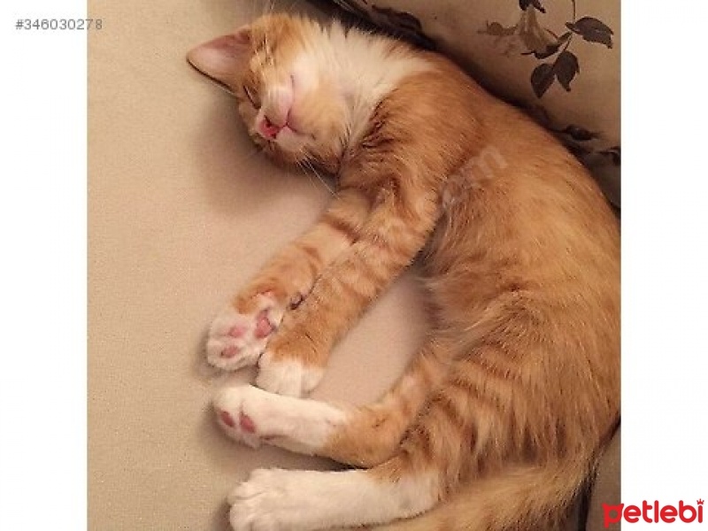 Tekir Kedi, Kedi  Paspas fotoğrafı