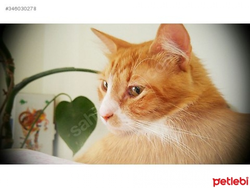 Tekir Kedi, Kedi  Paspas fotoğrafı