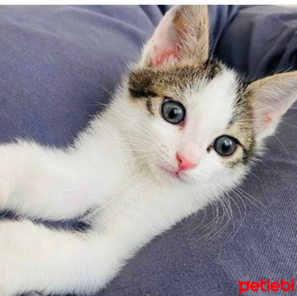 Tekir Kedi, Kedi  Pamuk fotoğrafı