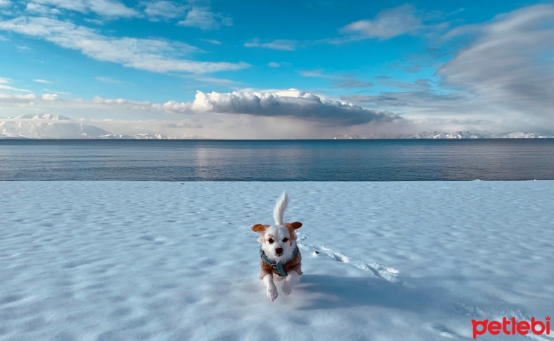 King Charles Spaniel, Köpek  VEGA fotoğrafı