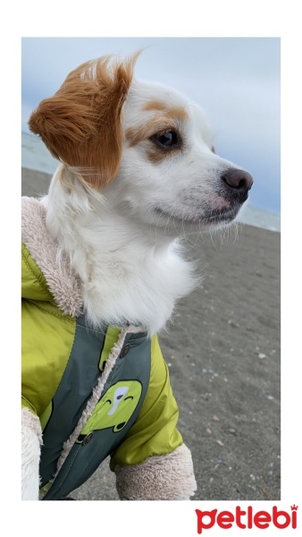 King Charles Spaniel, Köpek  VEGA fotoğrafı