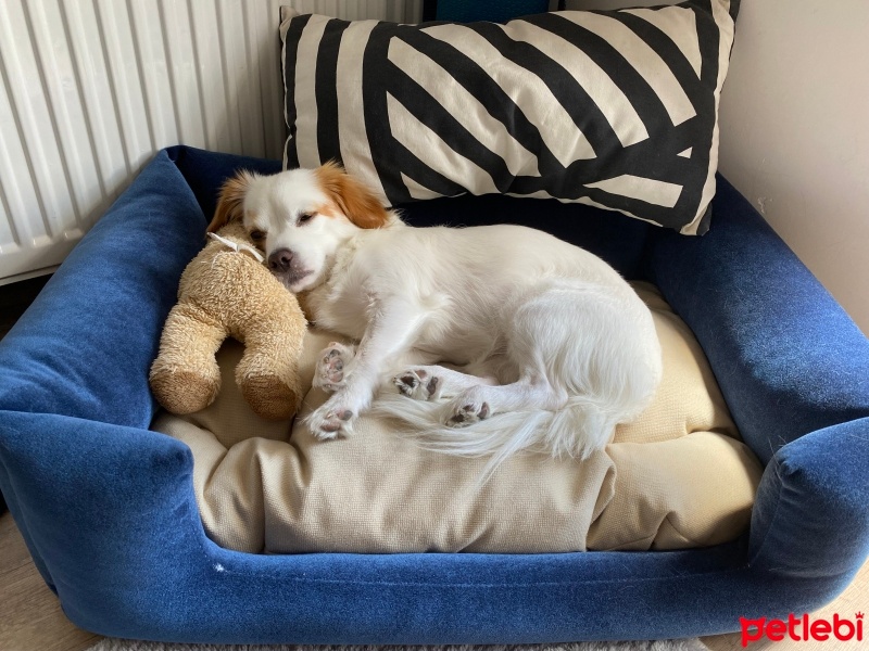 King Charles Spaniel, Köpek  VEGA fotoğrafı