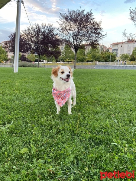 King Charles Spaniel, Köpek  VEGA fotoğrafı