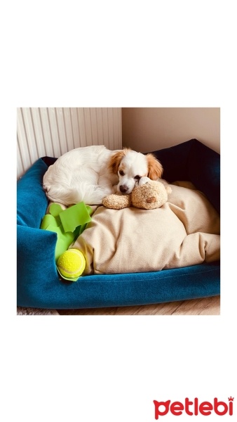 King Charles Spaniel, Köpek  VEGA fotoğrafı