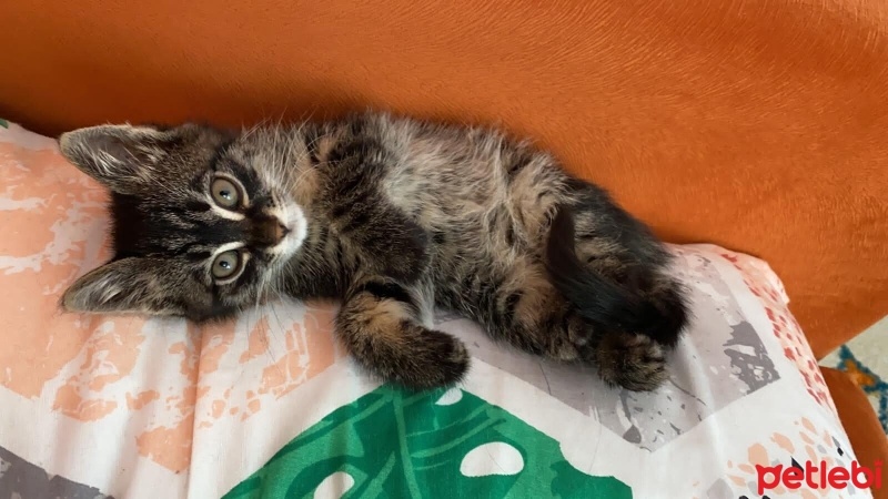Tekir Kedi, Kedi  Wapa fotoğrafı