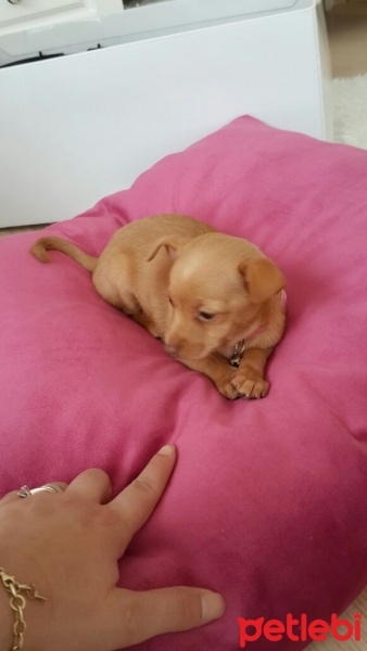 Minyatür Pinscher, Köpek  Karamel fotoğrafı