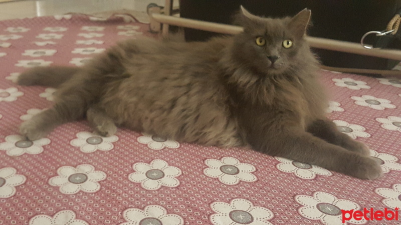 Maine Coon, Kedi  Duman fotoğrafı