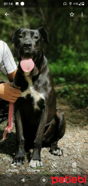 Cane Corso Italiano, Köpek  Gece fotoğrafı