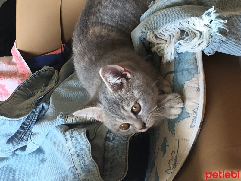 British Shorthair, Kedi  Silva fotoğrafı