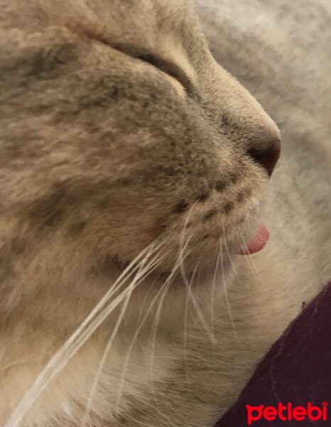 British Shorthair, Kedi  Silva fotoğrafı