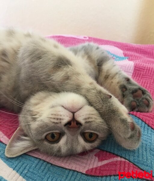 British Shorthair, Kedi  Silva fotoğrafı