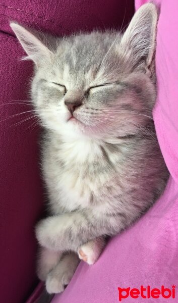 British Shorthair, Kedi  Silva fotoğrafı