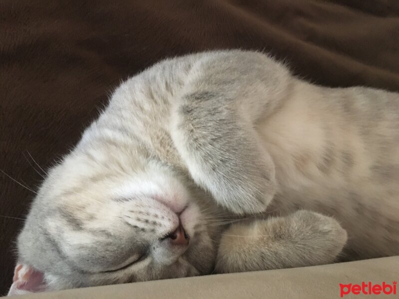 British Shorthair, Kedi  Silva fotoğrafı