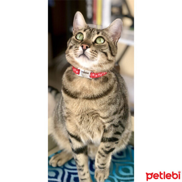 Tekir Kedi, Kedi  Sessizoğlan fotoğrafı