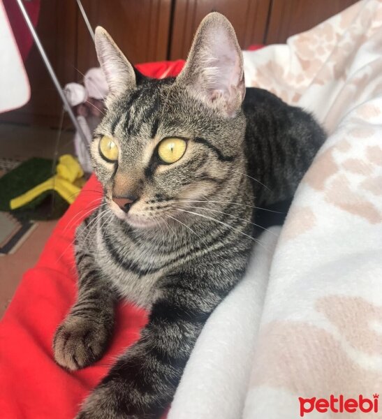 Tekir Kedi, Kedi  Tabby fotoğrafı