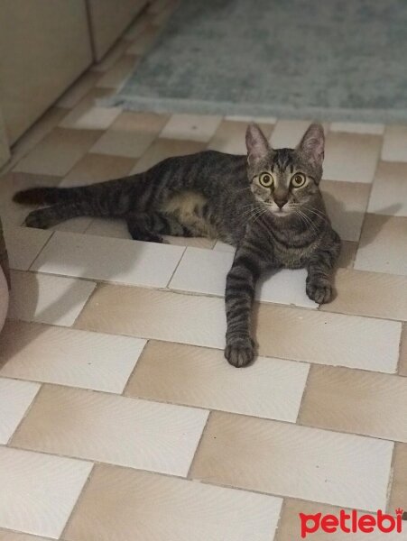 Tekir Kedi, Kedi  Tabby fotoğrafı