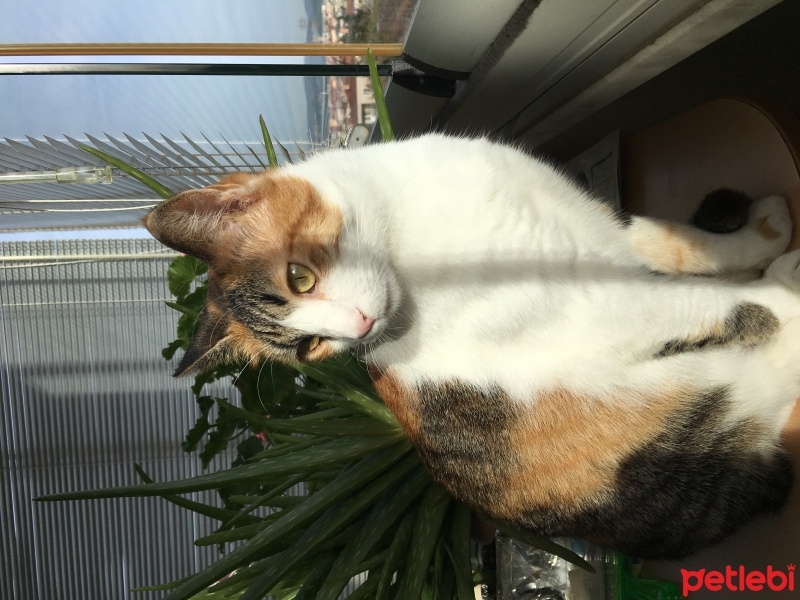 Tekir Kedi, Kedi  Miniş fotoğrafı