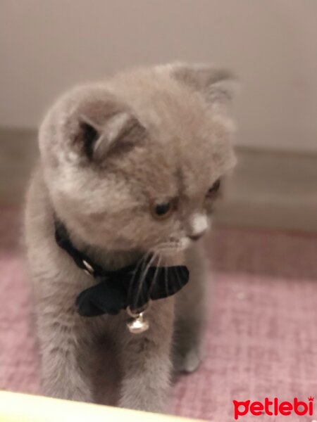 Scottish Fold, Kedi  Bulut fotoğrafı