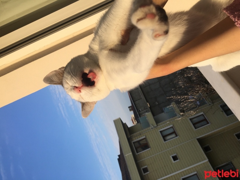 Tekir Kedi, Kedi  İncir/nini fotoğrafı