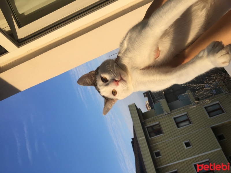 Tekir Kedi, Kedi  İncir/nini fotoğrafı