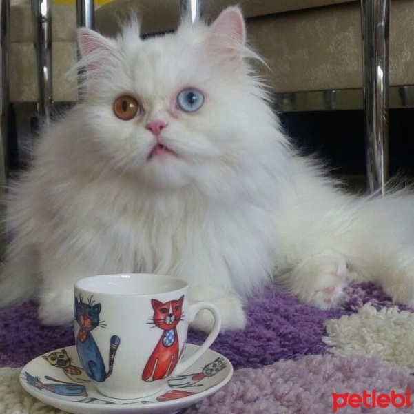 İran Kedisi (Persian), Kedi  Kunis fotoğrafı