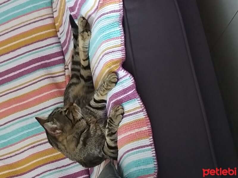 Tekir Kedi, Kedi  Mistik fotoğrafı