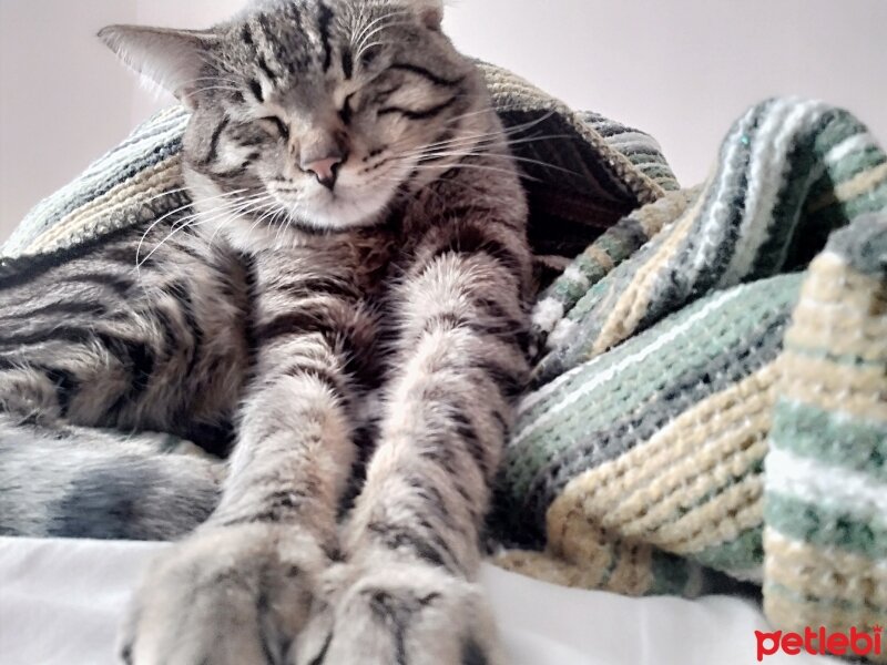 Tekir Kedi, Kedi  Mistik fotoğrafı