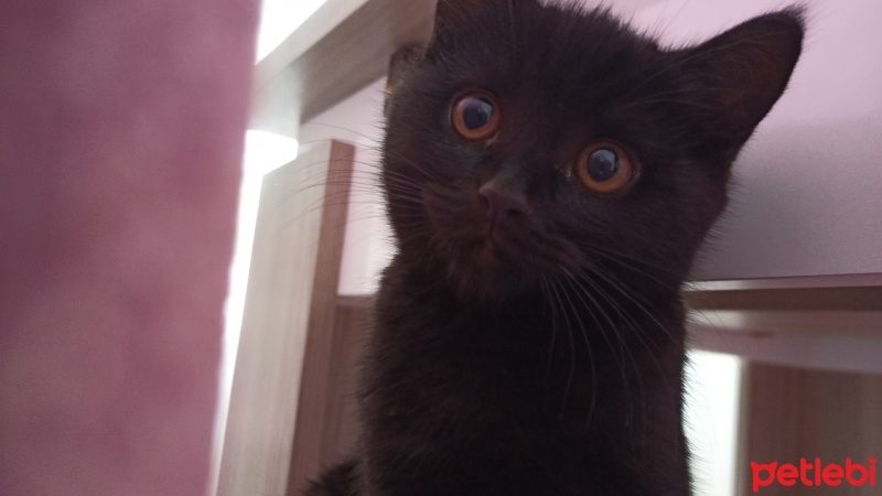 Scottish Fold, Kedi  Pekmez fotoğrafı