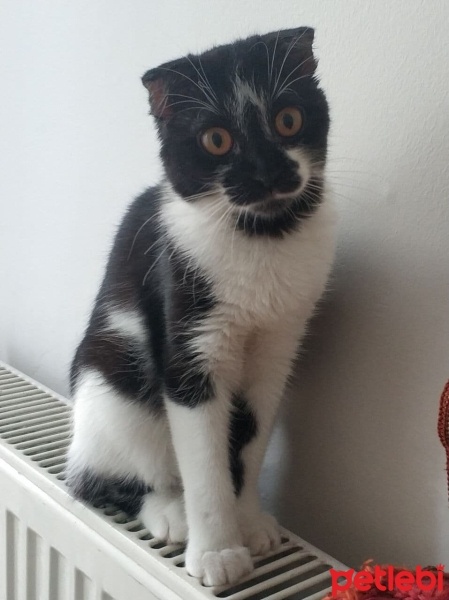 British Shorthair, Kedi  zeytin fotoğrafı