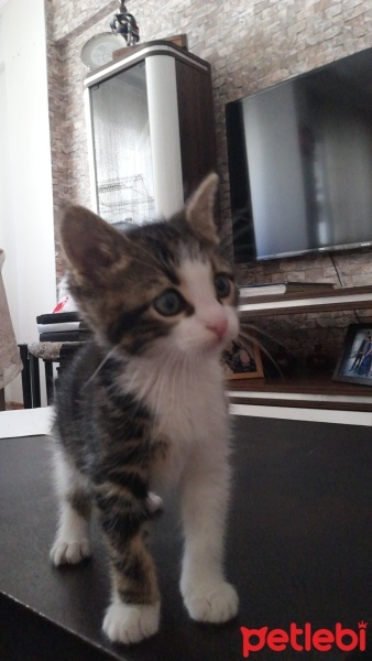 Tekir Kedi, Kedi  Balım fotoğrafı