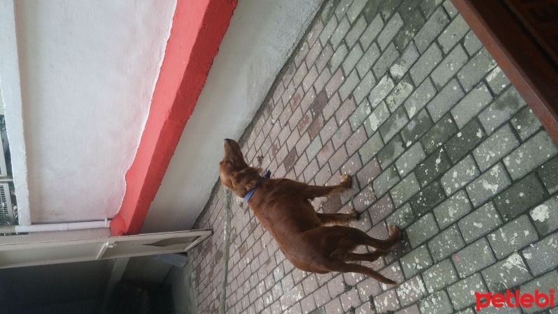 İngiliz Setter, Köpek  Canan fotoğrafı