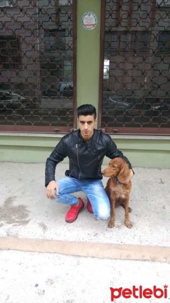 İngiliz Setter, Köpek  Canan fotoğrafı