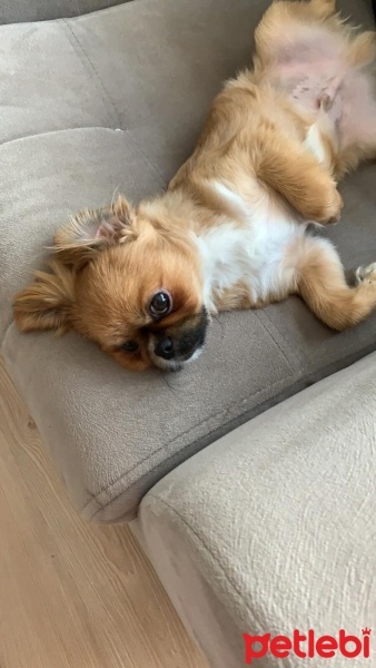 Pekingese, Köpek  Miniko fotoğrafı
