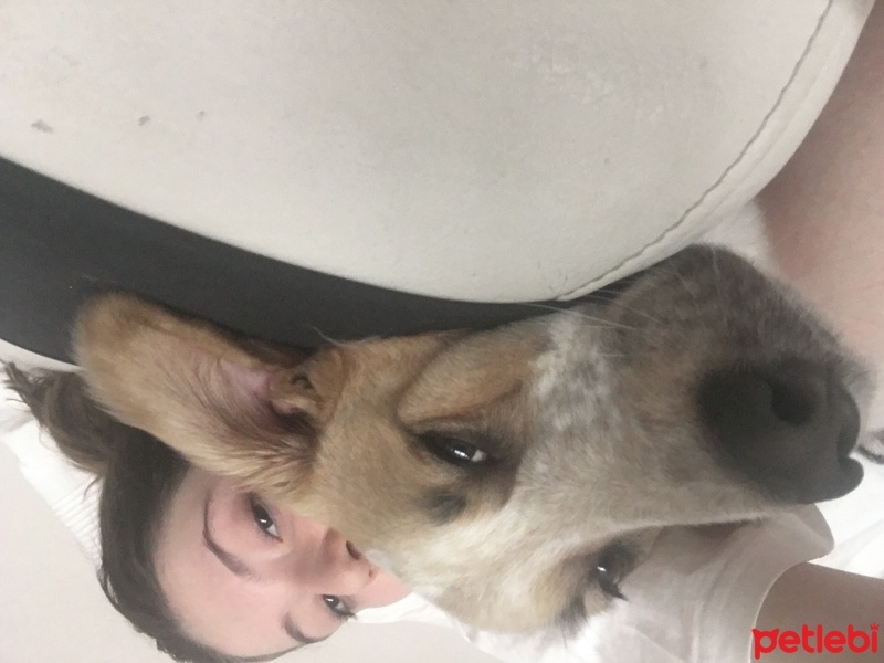 Sokö (Sokak Köpeği), Köpek  Frenko fotoğrafı