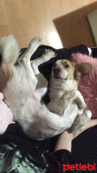Sokö (Sokak Köpeği), Köpek  Frenko fotoğrafı