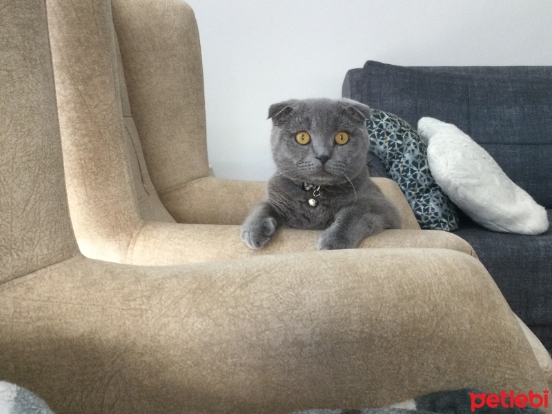 Scottish Fold, Kedi  Duman fotoğrafı