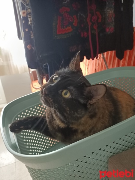 Tekir Kedi, Kedi  Şans fotoğrafı