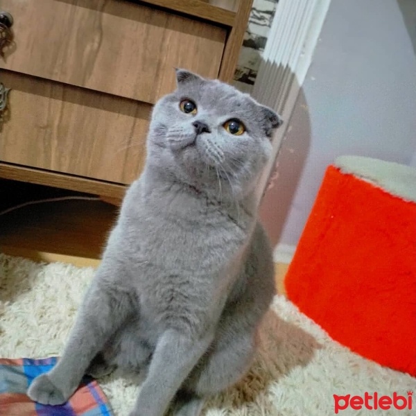 Scottish Fold, Kedi  Çakıl fotoğrafı