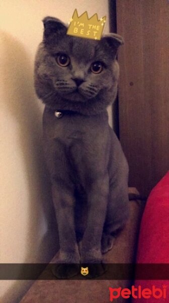 Scottish Fold, Kedi  Haşmet  fotoğrafı