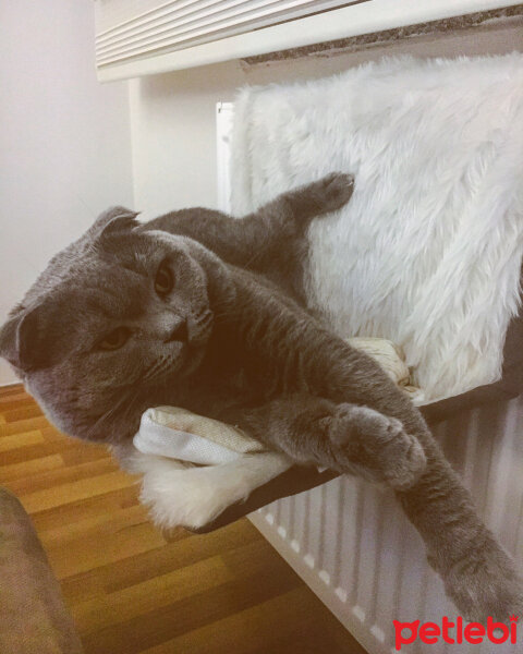 Scottish Fold, Kedi  Haşmet  fotoğrafı