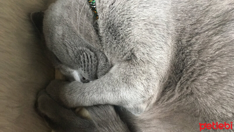 Scottish Fold, Kedi  Haşmet  fotoğrafı