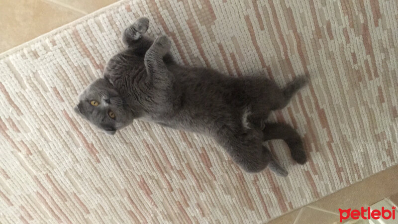 Scottish Fold, Kedi  Haşmet  fotoğrafı