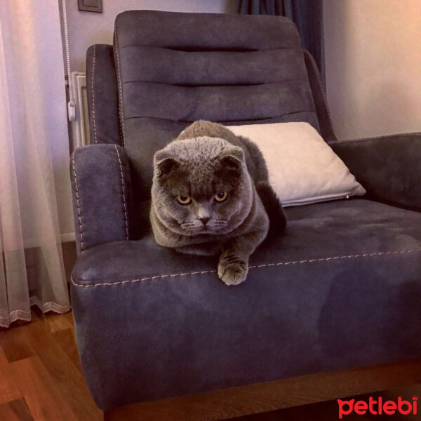 Scottish Fold, Kedi  Haşmet  fotoğrafı