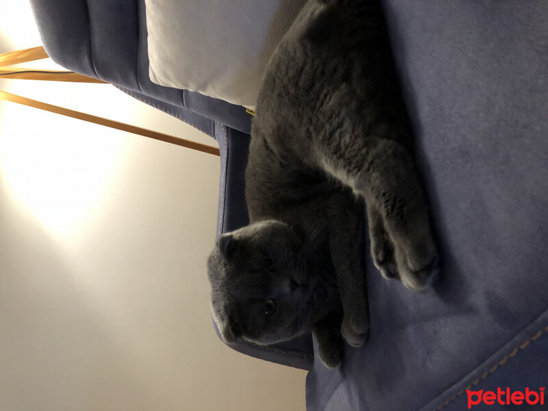 Scottish Fold, Kedi  Haşmet  fotoğrafı