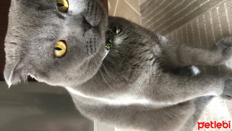 Scottish Fold, Kedi  Haşmet  fotoğrafı