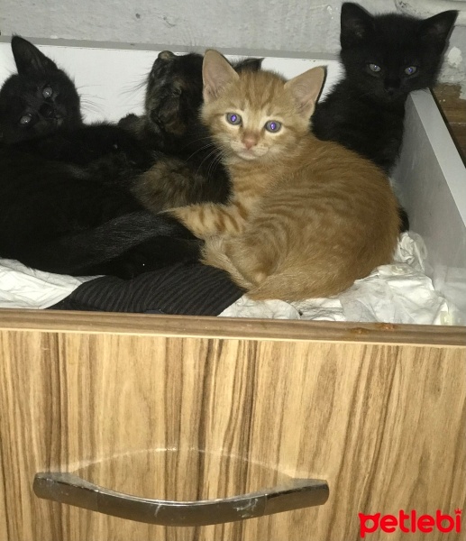 Sarman, Kedi  şekerler fotoğrafı