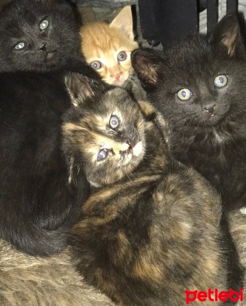 Bombay, Kedi  Bombay hayranları fotoğrafı