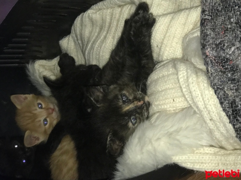 Tekir Kedi, Kedi  Şeker bebekler fotoğrafı