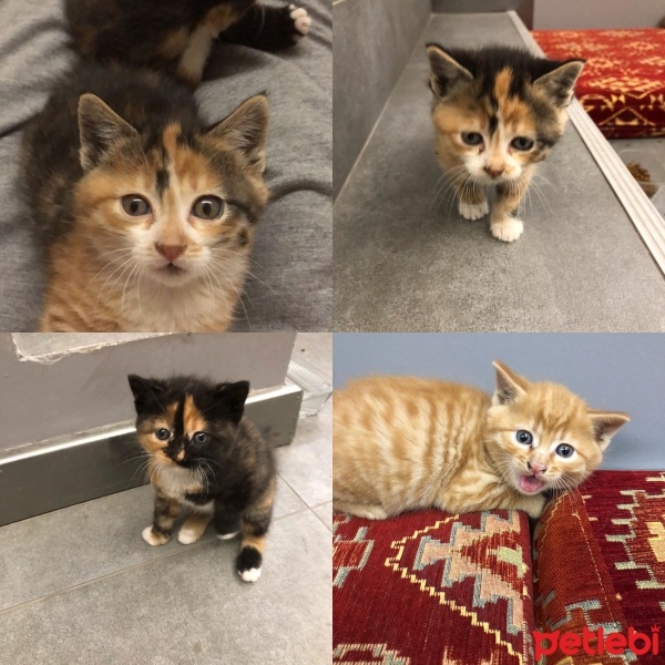 Sarman, Kedi  30 günlük bebekler fotoğrafı